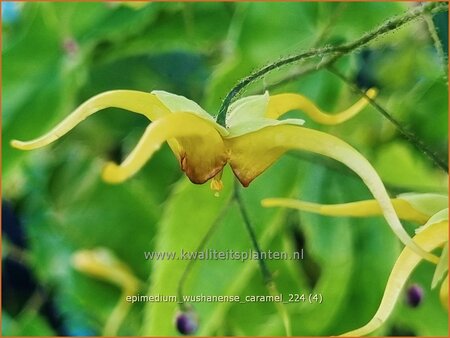 Epimedium wushanense &#39;Caramel&#39;