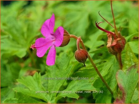 Geranium cantabrigiense &#39;Crystal Rose&#39;
