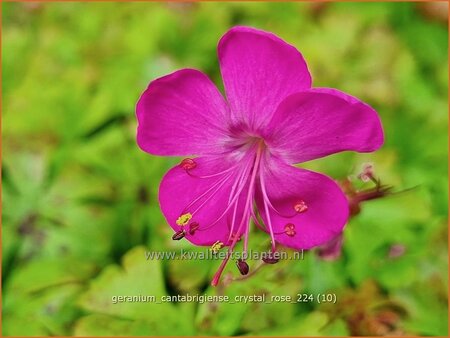 Geranium cantabrigiense &#39;Crystal Rose&#39;