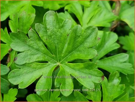 Geranium cantabrigiense &#39;Crystal Rose&#39;