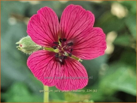 Geranium &#39;Jolly Jewel Raspberry&#39;