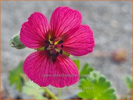 Geranium &#39;Jolly Jewel Raspberry&#39;