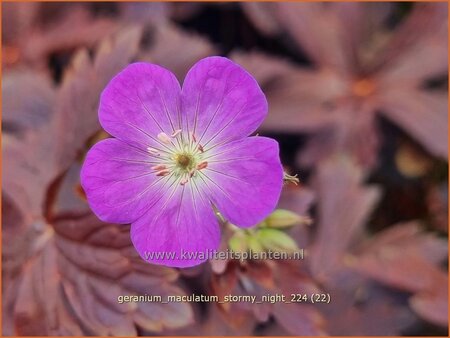 Geranium maculatum 'Stormy Night'