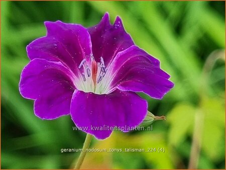Geranium nodosum &#39;Tony&#39;s Talisman&#39;