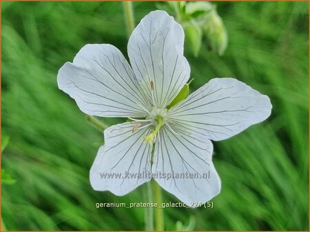 Geranium pratense 'Galactic'