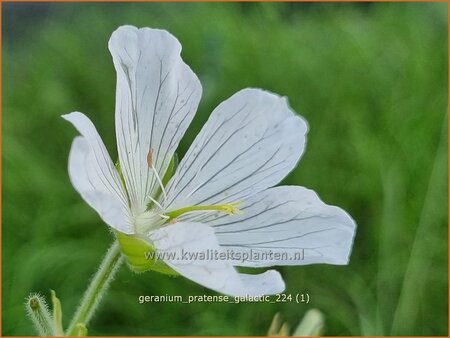 Geranium pratense 'Galactic'