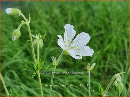 Geranium pratense 'Galactic'