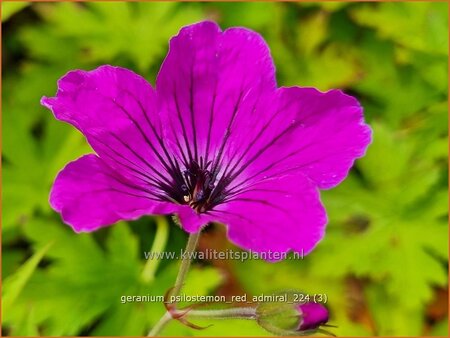 Geranium psilostemon &#39;Red Admiral&#39;