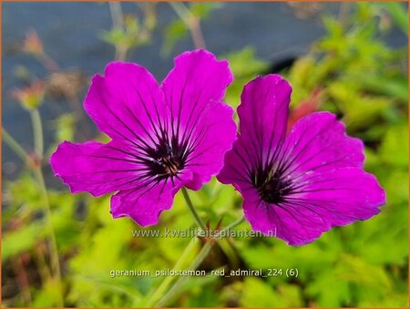 Geranium psilostemon &#39;Red Admiral&#39;
