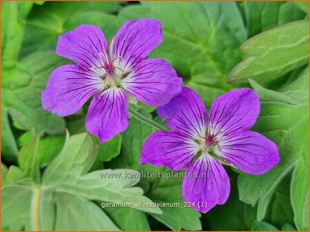 Geranium wlassovianum