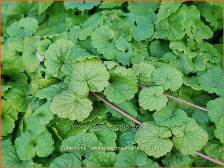 Glechoma hederacea &#39;Rosemarie&#39;