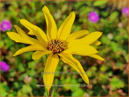 Helianthus atrorubens 'Monarch'