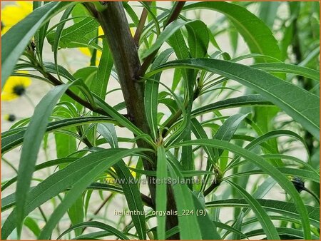 Helianthus orgyalis