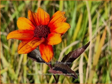 Heliopsis helianthoides &#39;Bleeding Hearts&#39;