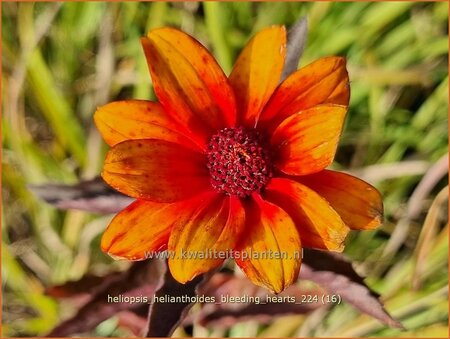 Heliopsis helianthoides &#39;Bleeding Hearts&#39;