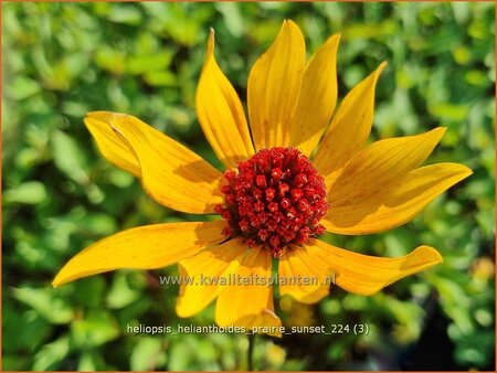 Heliopsis helianthoides 'Prairie Sunset'