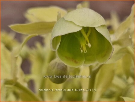 Helleborus foetidus 'Gold Bullion'