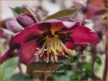 Helleborus 'Star of Passion' (pot 11 cm)