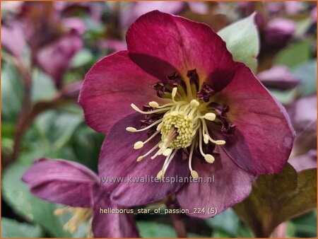 Helleborus 'Star of Passion' (pot 11 cm)