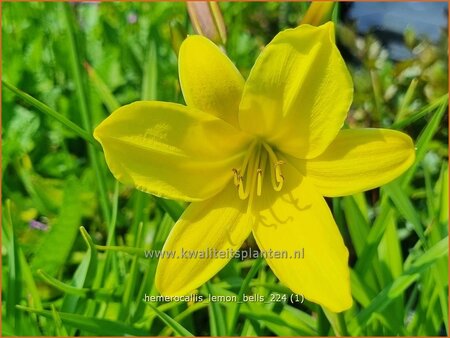 Hemerocallis 'Lemon Bells'