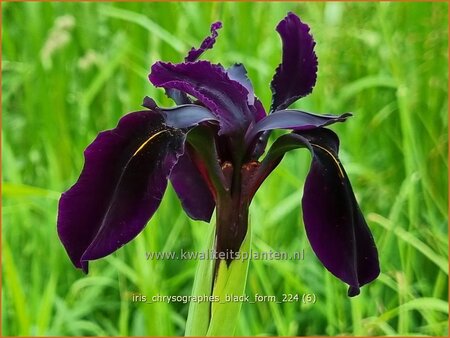 Iris chrysographes &#39;Black Form&#39;