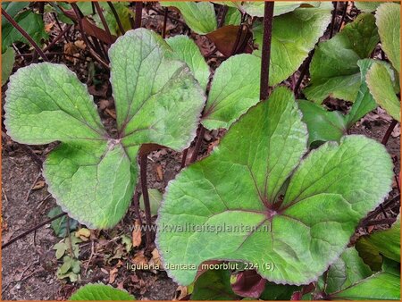 Ligularia dentata &#39;Moorblut&#39;