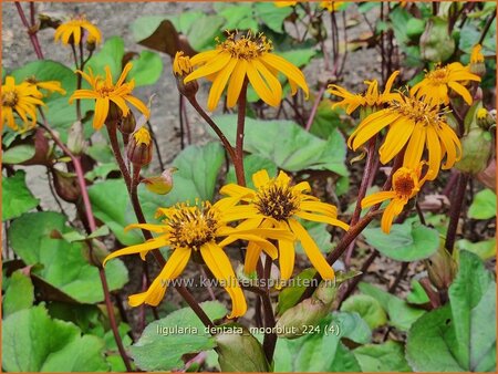 Ligularia dentata &#39;Moorblut&#39;
