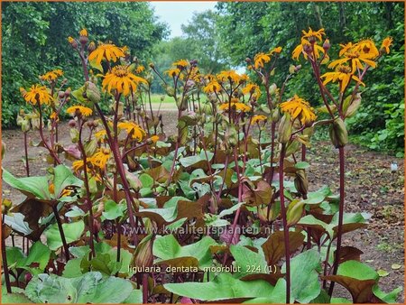 Ligularia dentata &#39;Moorblut&#39;