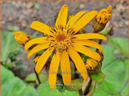 Ligularia dentata &#39;Moorblut&#39;