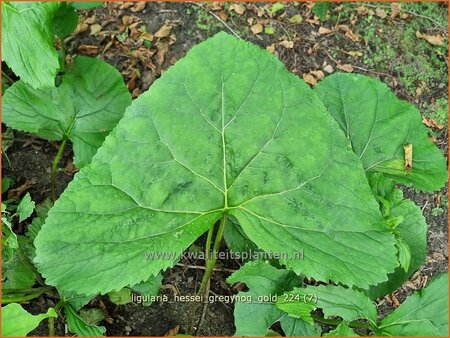 Ligularia hessei &#39;Gregynog Gold&#39;