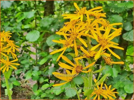 Ligularia hessei &#39;Gregynog Gold&#39;