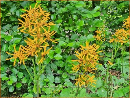 Ligularia hessei &#39;Gregynog Gold&#39;