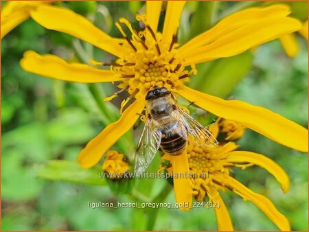 Ligularia hessei &#39;Gregynog Gold&#39;