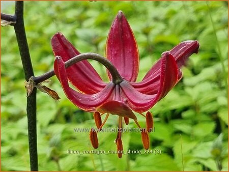 Lilium martagon &#39;Claude Shride&#39; (pot 11 cm)