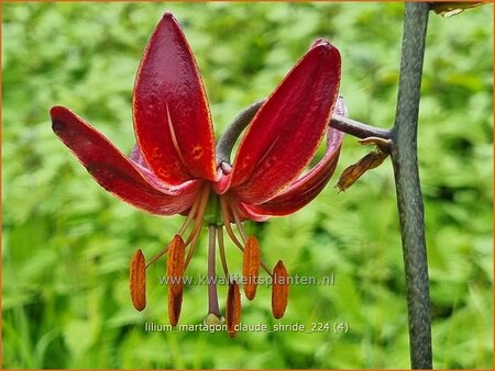 Lilium martagon &#39;Claude Shride&#39; (pot 11 cm)