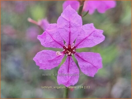 Lythrum virgatum &#39;Helène&#39;