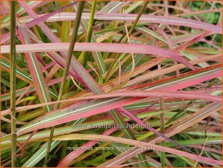 Miscanthus sinensis &#39;Rotsilber&#39; (pot 11 cm)
