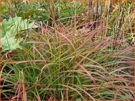 Miscanthus sinensis &#39;Rotsilber&#39; (pot 11 cm)