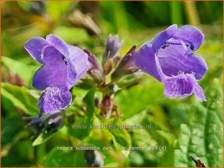 Nepeta subsessilis &#39;Dark Blue Panther&#39;