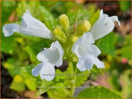 Nepeta subsessilis &#39;Snow Panther&#39;