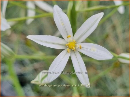 Ornithogalum ponticum 'Sochi'