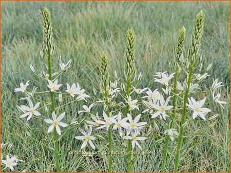 Ornithogalum ponticum 'Sochi'