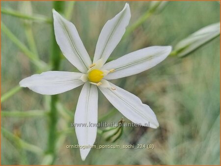 Ornithogalum ponticum 'Sochi'