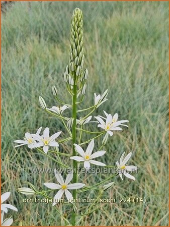 Ornithogalum ponticum 'Sochi'