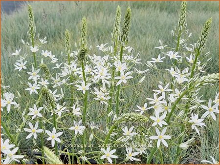 Ornithogalum ponticum 'Sochi'
