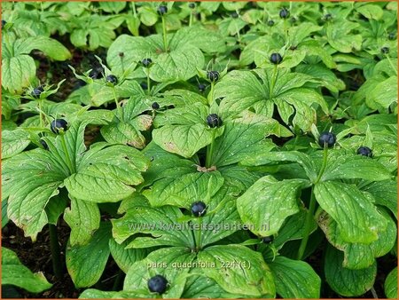 Paris quadrifolia