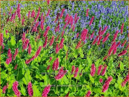 Persicaria amplexicaulis