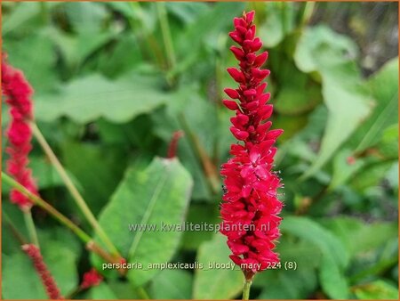 Persicaria amplexicaulis &#39;Bloody Mary&#39;