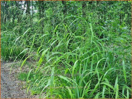 Phaenosperma globosa