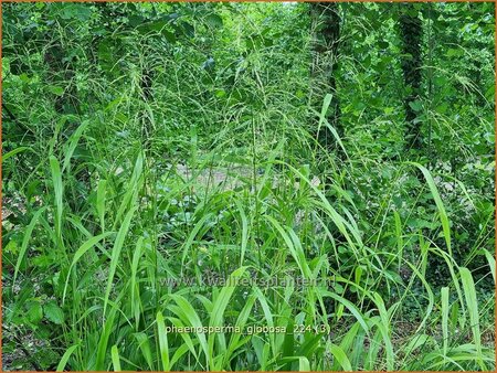 Phaenosperma globosa